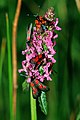 Sumpfhornklee- Widderchen (Zygaena trifolii)