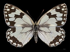 Melanargia lachesis ♀