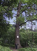 Людина біля одного з дубів в парку (2009)