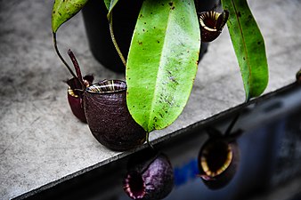 tropical pitcher plants Genus Nepenthes in thailand