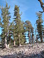 Rocky slopes with Limber and Lodgepole Pines 500 feet (150 m) below the summit