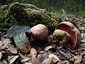 Wolfs-Röhrling Rubroboletus lupinus