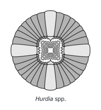 Hurdia フルディア