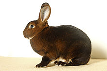 Un lapin à fourrure veloutée brun-roux avec un peu de blanc sous le ventre, les pattes, le cou, autour des yeux et dans les oreilles