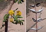 Miniatura para Acacia cochliacantha