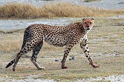 250px-Acinonyx_jubatus_walking_edit.jpg