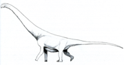 Miniatura para Andesaurus delgadoi