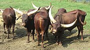 Miniatura para Ankole-Watusi (raza bovina)