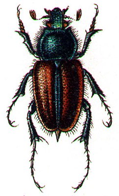 Amphicoma abdominalis