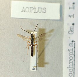 Aoplus ochropis