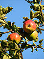 Three apples: the 1st, 2nd and 3rd apple, thus 'apple 0', 'apple 1' and 'apple 2'