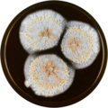 Aspergillus piperis growing on MEAOX plate