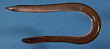 Atlantic Hagfish (Myxine glutinosa).jpg