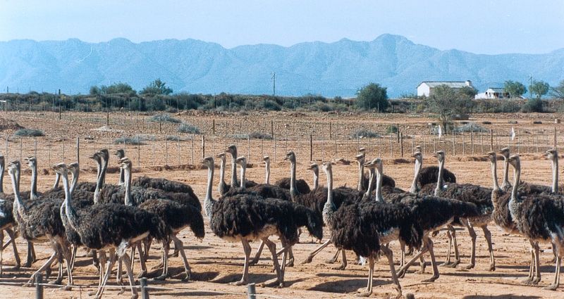 Fichier:Autruches d'Oudtshoorn.jpg