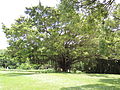 Banyan Tree near Hole 5