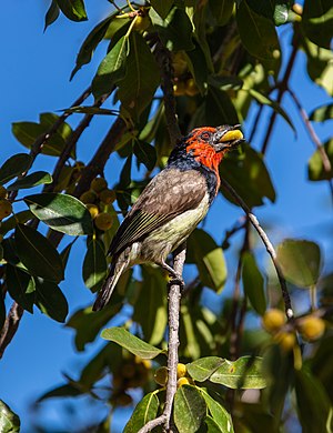 Nigrakoluma barbulo