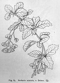 Description de l'image Berberis aristata drawing.jpg.