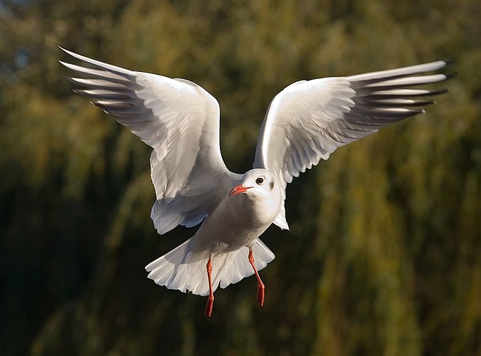 Чайка (Larus ridibundus) в Лондоне