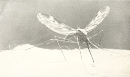 Anopheles punctipennis