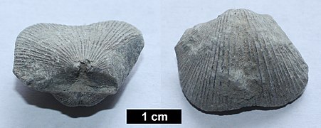 Another brachiopod