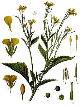 სარეპტიშ დონგი (Brassica juncea)
