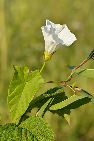 Pispotte (Calystegia sepium)