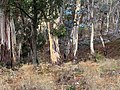 Forêt d'eucalyptus sur la montagne.