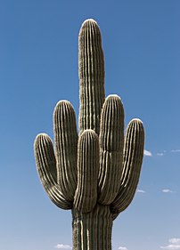 Un saguaro, dans le parc national de Saguaro (Arizona). (définition réelle 3 648 × 5 068)