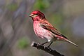 Purple Finch male