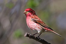 Carpodacus purpureus CT3.jpg