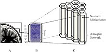 Schematische Darstellung von Nervenzellen, die als sechseckige Säulen angeordnet sind.