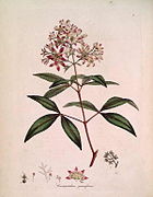 Ceratopetalum gummiferum (ilustração).