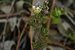 Miniatura para Chromolaena bullata