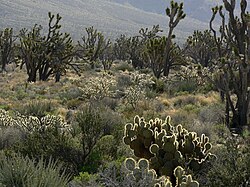 Cima Dome nel deserto del Mojave