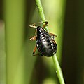 Cinara piceae (Greater black spruce bark aphid) - Flickr - S. Rae.jpg