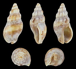 Cominella tasmanica