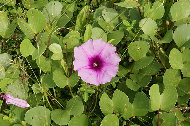 une fleur rose, vue de face montrant les étamines