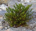 A creosote bush, which is common in the Mojave desert.