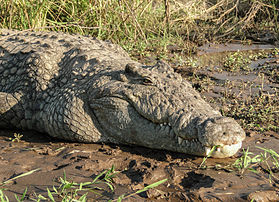 Un crocodile du Nil (Crocodylus niloticus), crocodilien africain. (définition réelle 3 456 × 2 504)