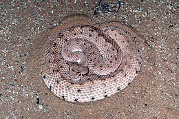 Raguotoji barškuolė (Crotalus cerastes)