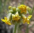 Cryptantha confertiflora