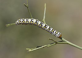 Cucullia blattariae