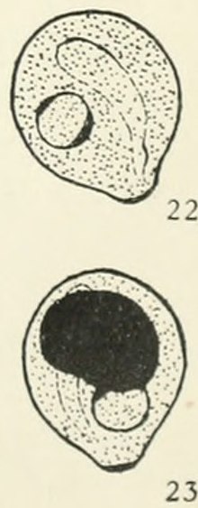 Cysts of "Chilomastix mesnili." Fig. 22: The cytostome and nucleus clearly visible. Size 8.5 μm × 7.5 μm. Fig. 23: The cytostome and nucleus partially obscured by large deeply staining mass of glycogen. Size 8.5 μm × 7.5 μm