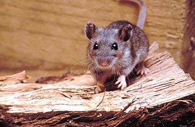 Peromyscus maniculatus