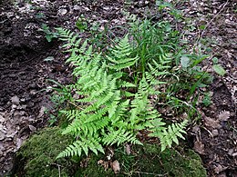 Smailialapis papartis (Dryopteris carthusiana)