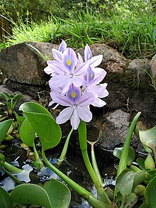 Eichhornia crassipes.jpg