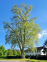 Platane (Platanus acerifolia x hybrida)