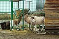 Mendeszantilop (Addax nasomaculatus)