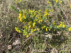 Englischer Ginster (Genista anglica)