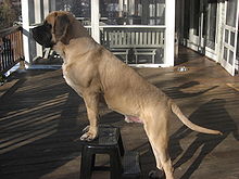 British Mastiff